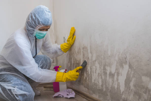 Best Professional Mold Removal  in Mapleton, IA
