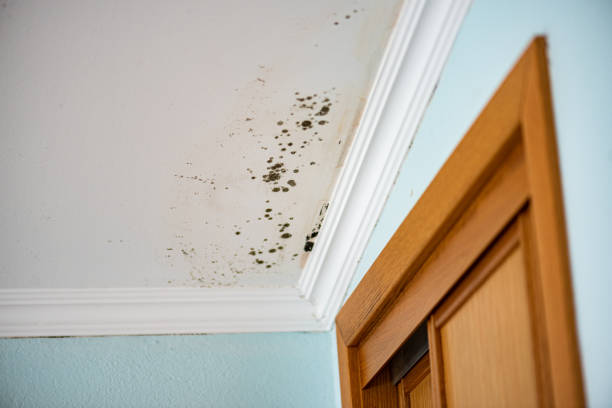 Best Mold Damage Repair  in Mapleton, IA
