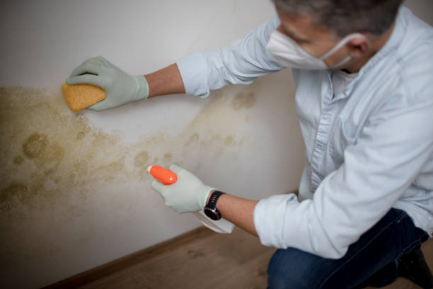 Mold Removal and Inspection in Mapleton, IA