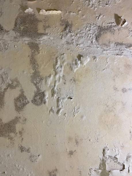 Trusted Mapleton, IA Mold Removal Experts