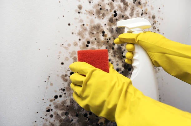 Best Affordable Mold Removal  in Mapleton, IA