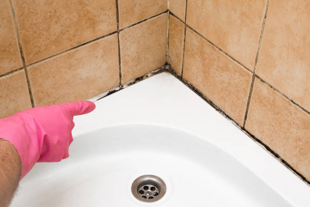 Best Crawl Space Mold Removal  in Mapleton, IA
